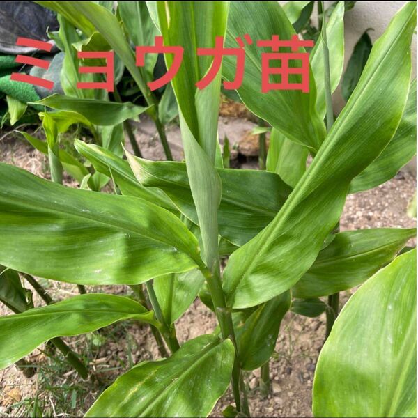 無農薬 ミョウガ苗掘り立て8〜10苗 ネコポスいっぱい