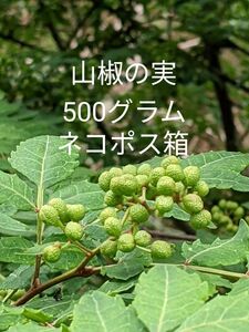 5.岡山県産 山椒の実 500グラム ネコポス箱 