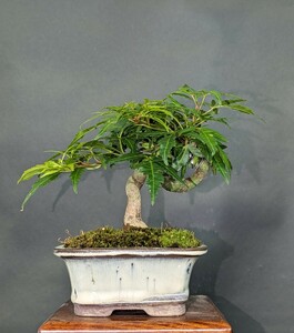  woven . maple, mini bonsai, height of tree 10.5cm.