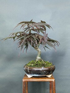  red leaf The Seven-Five-Three Festival maple, shohin bonsai, height of tree 17cm.