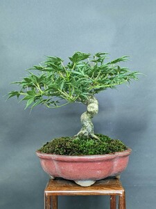 .. клен, shohin bonsai, высота дерева 15cm.