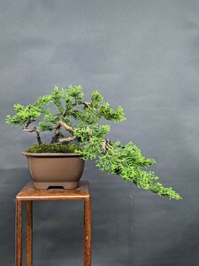  нить рыба река подлинный Kashiwa ②, shohin bonsai, три ., высота дерева 11.5cm.