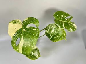 「34」 モンステラ デリシオーサ タイコンステレーション 斑入り Monstera Thai Constellation Variegata 