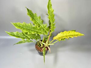 「37」Philodendron Ring of Fire Golden Flame (Yellow Mint) フィロデンドロン リングオブファイア ゴールデンフレイム 斑入り