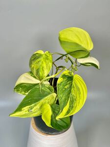 「9」フィロデンドロン・ミカンス　斑入り　Philodendron micans variegated