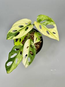 「14」Monstera Adansonii Variegata マドカズラ　斑入り　モンステラ アダンソニー　バリエガータ　