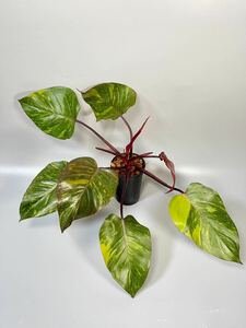 「40」フィロデンドロン・オレンジ・プリンセスPhilodendron Orange Princess 