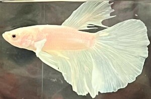 【beta】No.6A18熱帯魚 生体 ショーベタ 1点物 〈ダンボ〉ハーフムーン オス 桜ホワイト