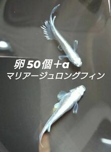 マリアージュロングフィン めだか メダカ 卵 50個+α