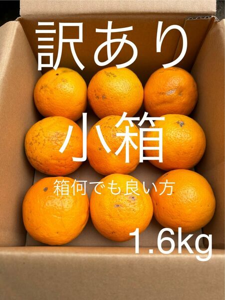 訳あり 小箱 L-M 1.6kg 国産バレンシアオレンジ/箱何でも良い方用　お試し