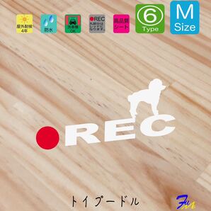 トイプードル ドラレコステッカー 06 Mサイズ 全28色から選べる #drFUMI #dFUMI #ddFUMI #ddFUMIトイプードル #ドラレコ