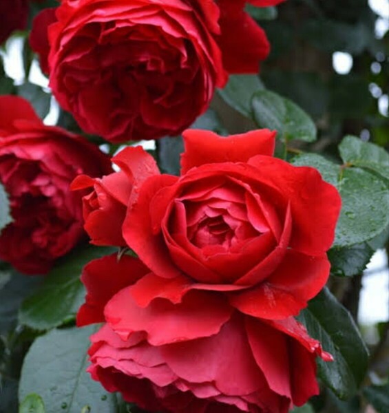 ★送料無料★①５月鉢上★魅了される赤アン・ハサウェイの唇のよう軽いティの香り房咲きが華やかなレンティ姫
