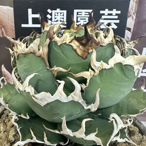 292[ on . gardening ] agave chitanotasi- The -American Caesar special selection middle small stock 