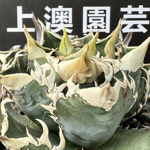 324【上澳園芸】 アガベagave チタノタ 白豪棘 特選 優良血統 子株