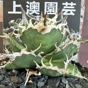 336【上澳園芸】 アガベagave チタノタ 蜘蛛 クモ 特選 優良血統 子株 (検皇冠 蚩尤 星空 麻花龍 ）