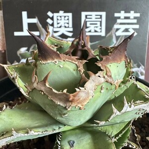 370【上澳園芸】 アガベ　agave チタノタ 鰐亀 希少 特選 極上 優良血統OC株 