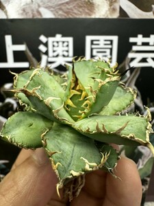 294【上澳園芸】アガベ チタノタ フィリグリ / Agave titanota Filigree 強棘 