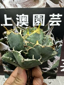 368 【上澳園芸】アガベ チタノタ 白鯨 Agave titanota Beluga angel 達磨葉 丸葉 包葉型 