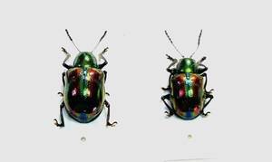 【日本の甲虫標本】　東京都産　アカガネサルハムシ2頭　【大きい方の個体で約7ミリ】　