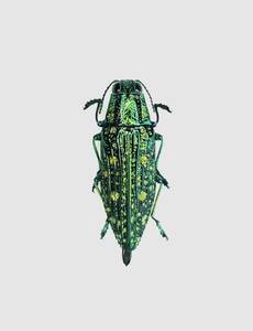 【日本の甲虫標本】東京都産　アオマダラタマムシ/緑色　　【約19ミリ】