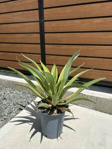  agave benezela approximately 60 centimeter agave tesmetia-na. stock 3 piece go out. safe potted plant. .. shipping Driger ten lock garden 