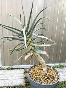  aloe tikotoma large stock Aloe succulent plant ko- Dex Driger ten for searching yucca agave staghorn fern pakipotium