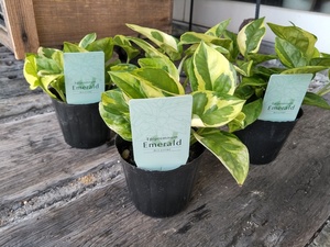 * pothos. new goods kind *[ pothos * emerald *Epipremnum Emerald *. hill gardening san ]* including in a package possible *