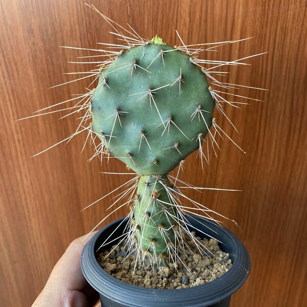 【送料無料】多肉植物　サボテン　オプンチア　Opuntia charlestonensis 実生