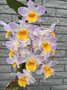 . orchid . kind Den amabile Benibotan SM/JGP 92 OG