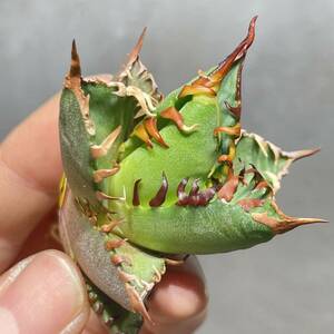 アガベ チタノタ 'レッドキャットウィーズル' agave titanota ' Red catweezle ' 4