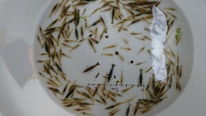 * prompt decision *. bait!! Gifu prefecture production,mi Nami freshwater prawn 300 pcs +α*2~4cm Gifu prefecture production * Yamato Transport 80 size payment on delivery 00a