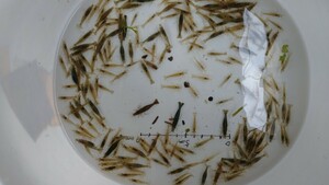 □即決□活餌!!岐阜県産、ミナミヌマエビ200匹+α●2～4cm 岐阜県産●ヤマト運輸60サイズ着払い◯◯c