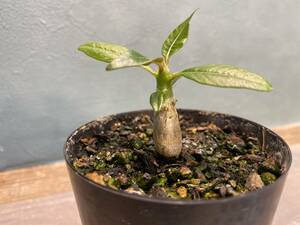 1円売切り！1.パキポディウム バロニー　 Pachypodium baronii 同梱可！