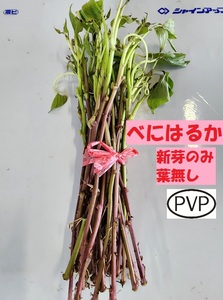 べにはるか 新芽みの 葉なし 切 苗 30 本 入り 束 試験 実験 栽培 PVP ● 訳あり 正規 登録 品種 紅 はるか サツマイモ なえ さつまいも