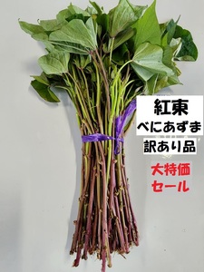 大特価 安売り 訳あり べにあずま 紅東 切 苗 100 本 入り 束 ● 土壌消毒 さつまいも なえ サツマイモ ほくほく ホクホク