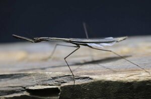 Hoplocorypha sp 初齢〜2齢 CB カマキリ