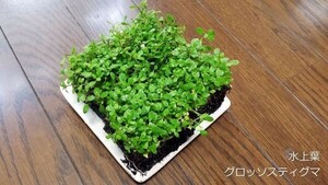 グロッソスティグマ 5cm×5cm 4個分 水上葉 水草 メダカ 熱帯魚 金魚 エビ 人気 おすすめA3