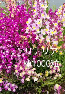 リナリア　姫金魚草　花の種1000粒以上