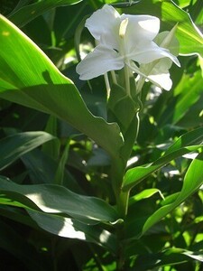 白花ジンジャー 　上品で強い芳香があたりに漂います 　★球根1個　　山野草　純白のカンナ似　山野草　南国的