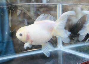  white higashi .2 -years old 14 centimeter 