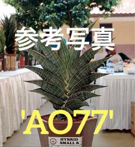 サンスベリア　ハイブリッド　'AO77' 多肉植物 レアなサンセベリア SANSEVIERIA NEW HIBRID'AO77' 