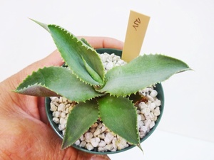 TGH649 agave maru mola- scoop net n -stroke .. Special beautiful seedling * leaf table purple selection .. selection . leak stock 