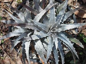  free shipping Dyckia macedoiti Kia . put on settled 