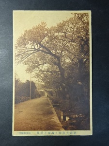 古絵葉書◆0110 肥前大村桜の馬場の老桜 画像参照。