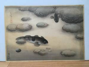 [ Don ko][ большой Япония рыбы сборник репродукций ] Oono . способ гравюра на дереве Oono пшеница способ ... ....Ono Bakufu Ohno *tatou нет 