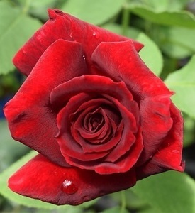 【キャラミア】美しいベルベット光沢を放つ黒味を帯びた深紅色