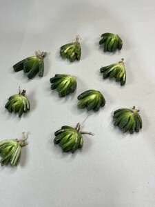 No:H38 サボテン・多肉植物 北斎錦 Haworthia　maughanii 10株