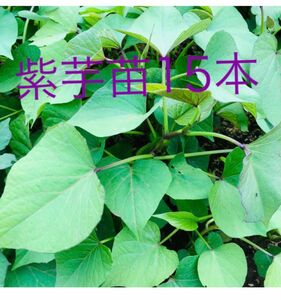 パープルスイートロード紫芋苗15本セールサツマイモ苗