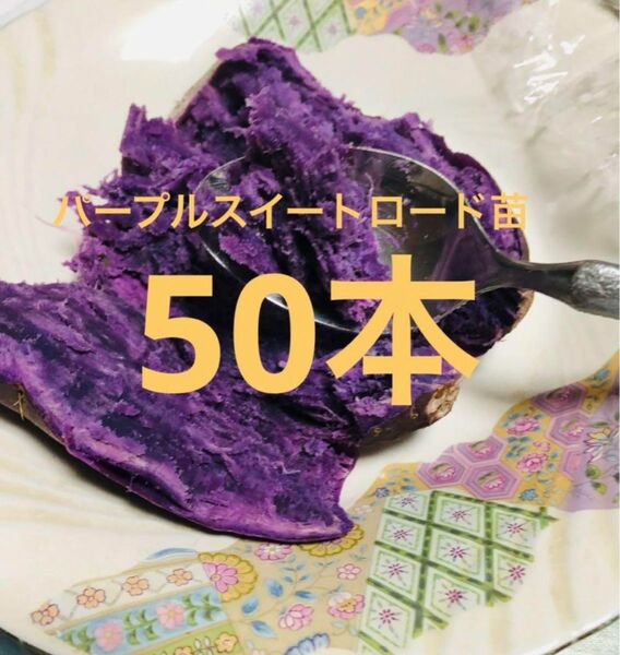 パープルスイートロード紫芋苗100本