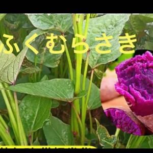 ふくむらさき芋苗２００本サツマイモ苗